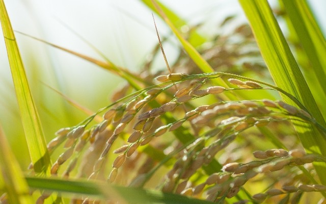 稲穂